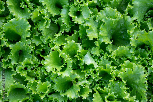 green fresh lettuce leaves close up top view