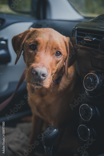 Sad dog in a hot car photo