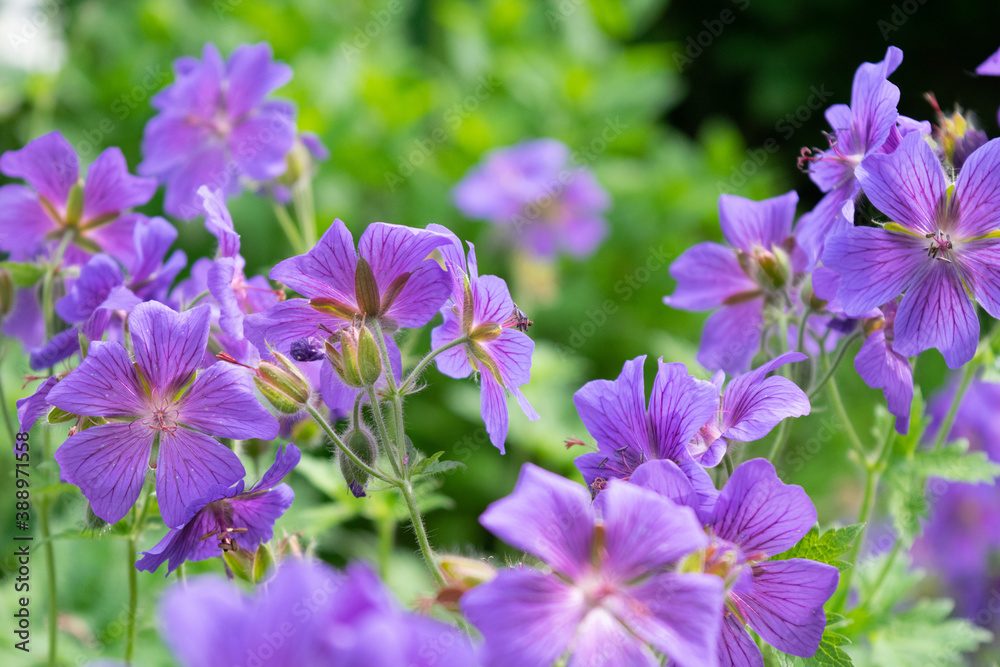 flowers in the garden