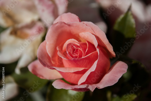 Beautiful rose. Floral background. Garden flower.