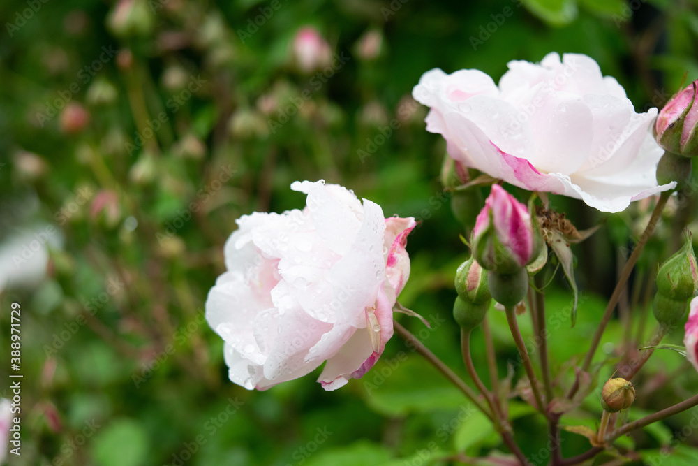 Fototapeta premium pink and white roses in garden