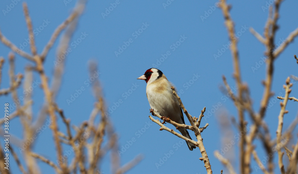 Carduelis carduelis bird resting on a tree branch Carduelis carduelis bird resting on a tree branch