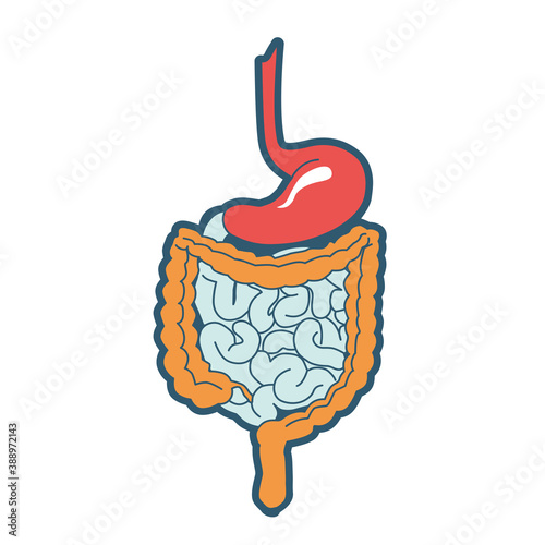 Anatomy of intestinal organs, Image of stomach, rectum, small, large intestine, colon, cecum, duodenum, jejunum, ileum. Medical abstract vector illustration.
