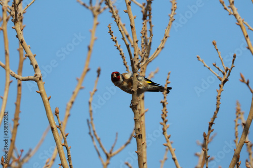 Carduelis carduelis bird resting on a tree branch