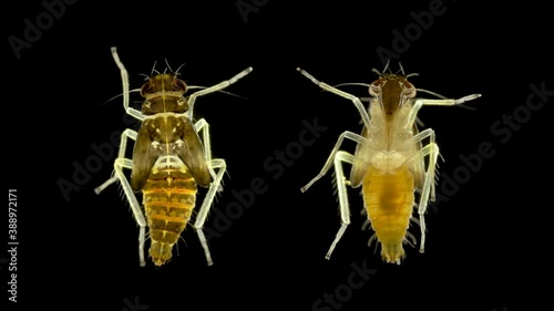 Young insect of the family Cicadellidae under a microscope, order Hemiptera. Sucking insects feed on plant foods. The video shows the rudiments of the wings and the sucking mouth apparatus photo