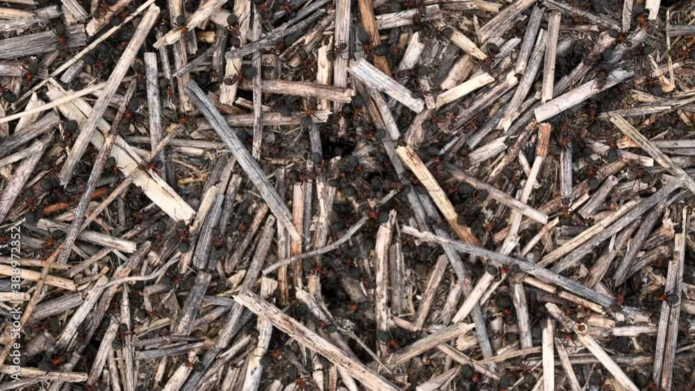 Ants are going fast in the anthill. Concept of people busy work Ants are going fast in the anthill. Concept of people busy work