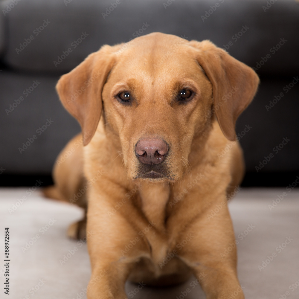 A close up pet portrait of a yellow labrador retriever dog in a home interior A close up pet portrait of a yellow labrador retriever dog in a home interior