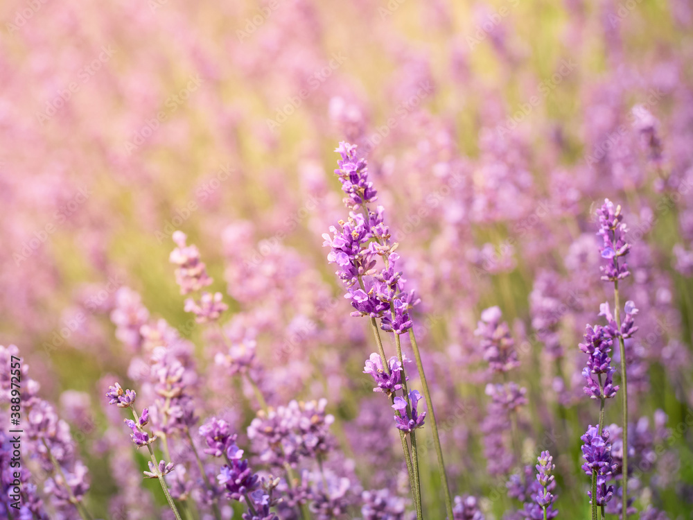 Soft focus on lavender flowers in flower garden.