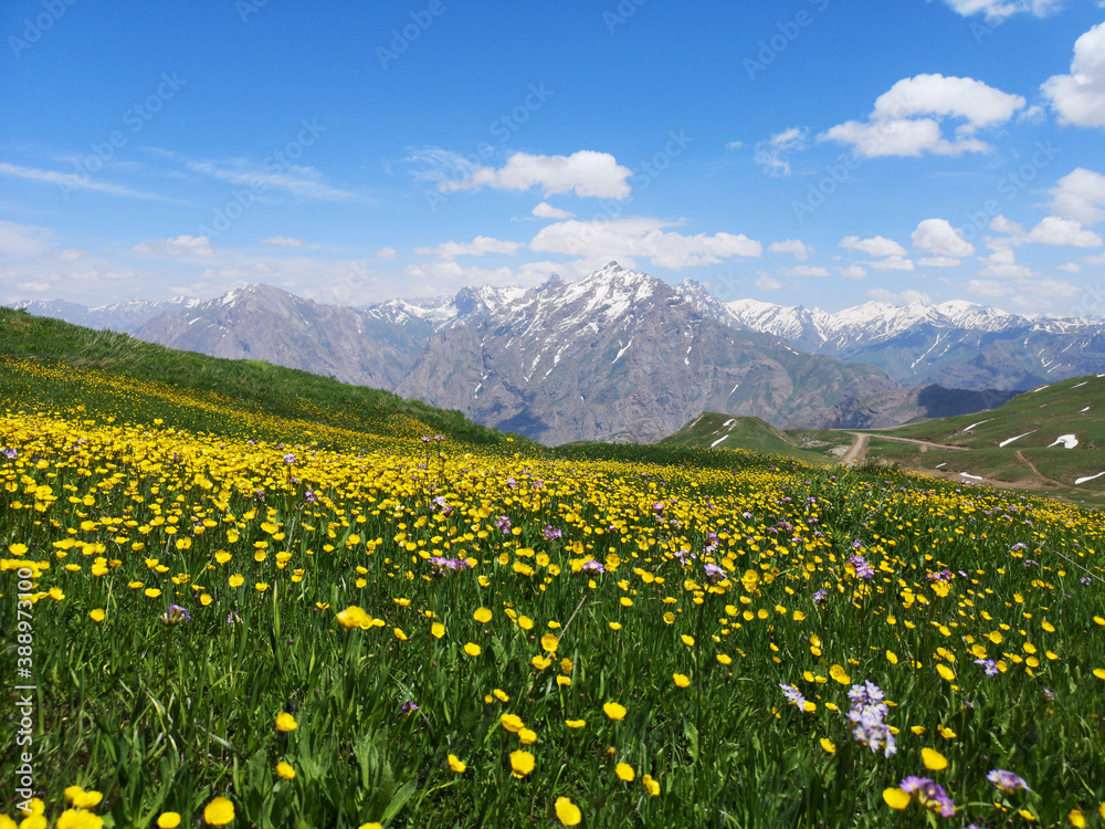 field of yellow flowers, green meadows and mountains, blue sky
