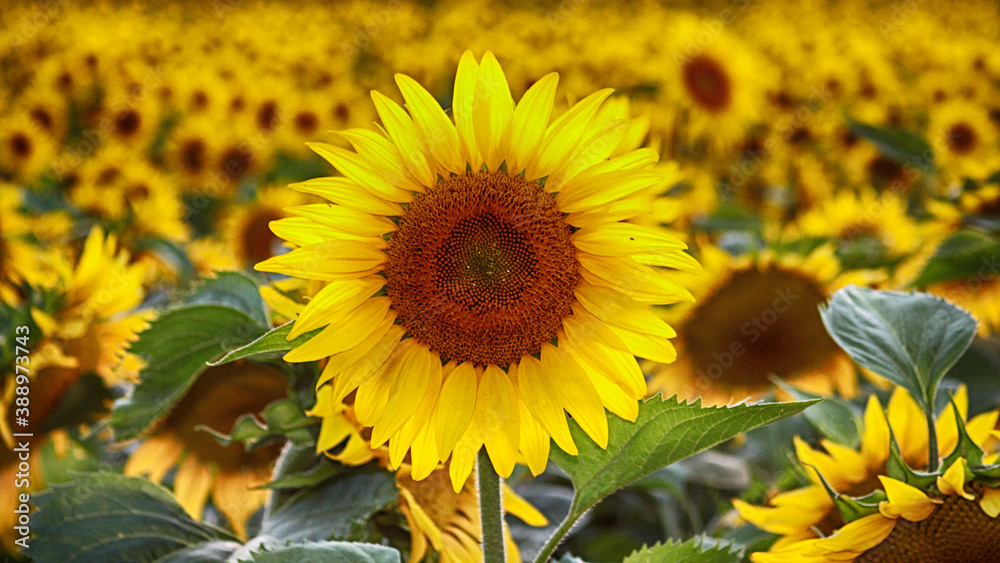 Fototapeta premium tournesol