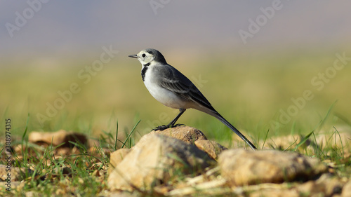 White wagtail bird on the ground © photo