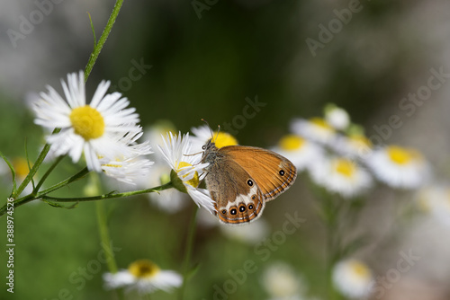 una piccola farfalla con il retro delle ali adornato da splendidi occhi mentre si nutre su un fiore di cammomilla photo