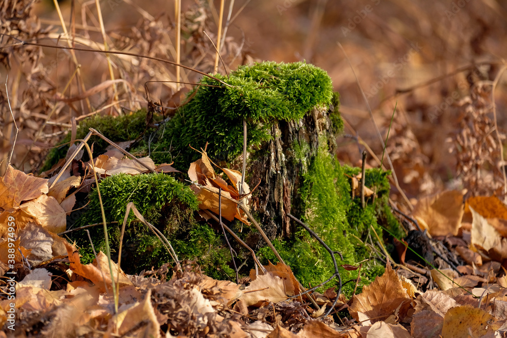 The old tree stump is overgrown with moss. Autumn leaves around, no people The old tree stump is overgrown with moss. Autumn leaves around, no people