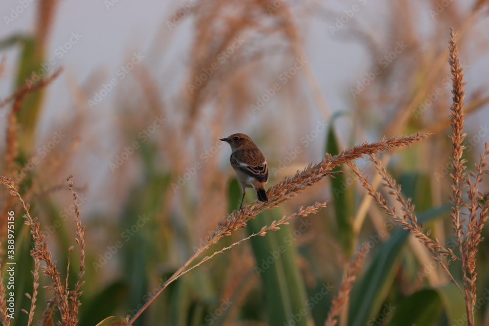 Siberian Stonechat bird on wheat branch at sunset in the afternoon ( Saxicola maurus ) Siberian Stonechat bird on wheat branch at sunset in the afternoon ( Saxicola maurus )