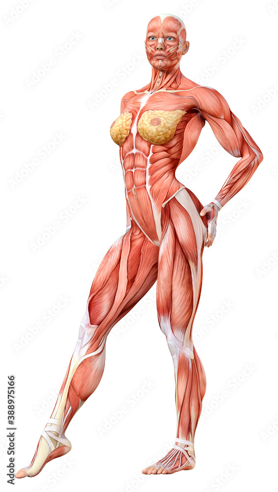 3D Rendering Female Anatomy Figure on White 3D Rendering Female Anatomy Figure on White
