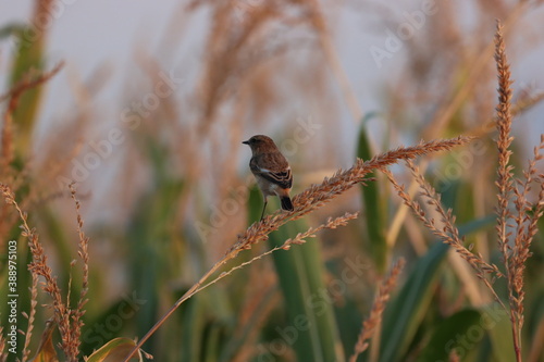 Siberian Stonechat bird on wheat branch at sunset in the afternoon ( Saxicola maurus )  photo