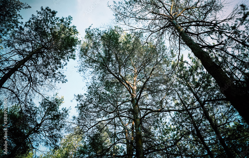 Low angle view of pine forest. Fantasy setting Low angle view of pine forest. Fantasy setting