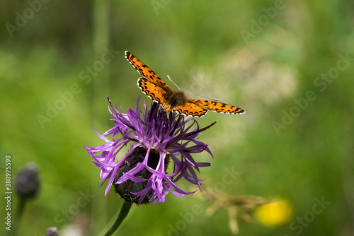 una bella farfalla si nutre di un fiore, macro di farfalla su un fiore colorato in estate