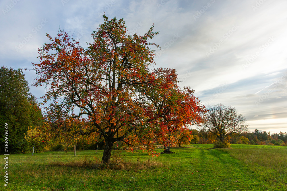 Obstbäume im Herbst