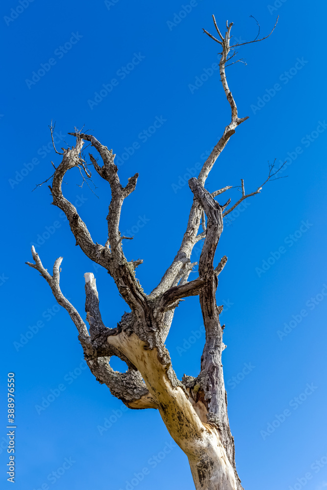 dead tree against sky