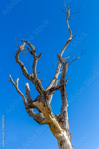 dead tree against sky