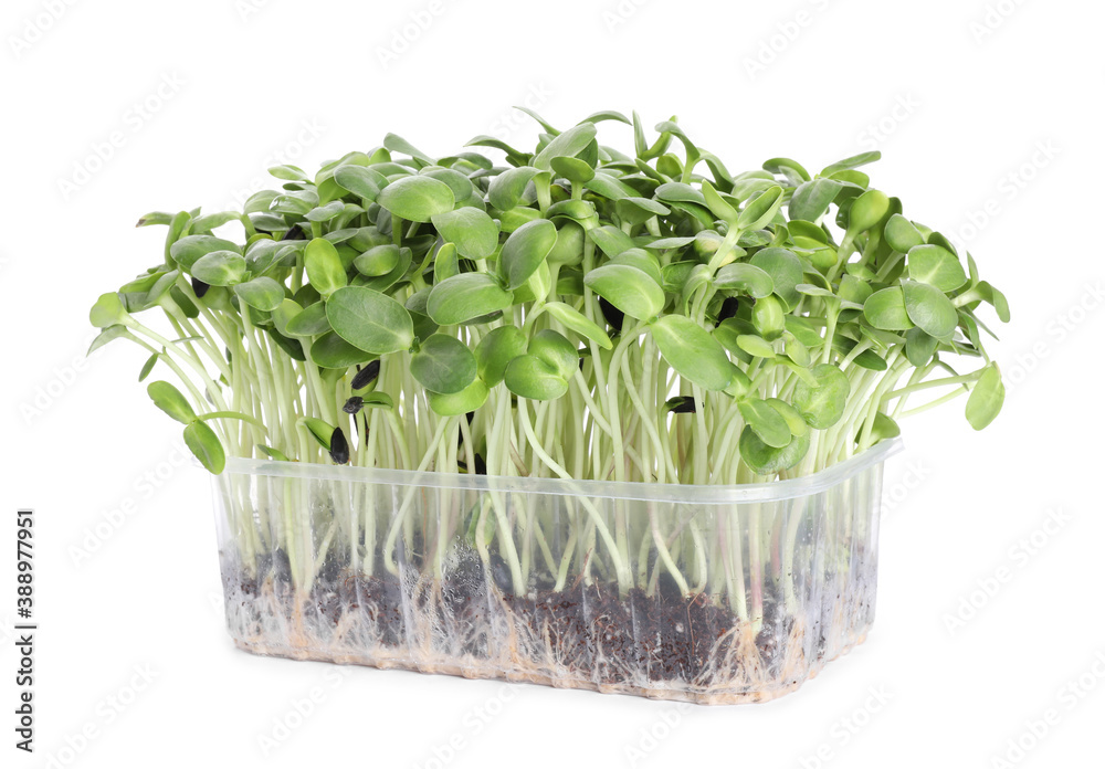 Fresh organic microgreen in plastic container on white background Fresh organic microgreen in plastic container on white background