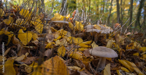 Herbstwald Herbst Laub und Pilze photo