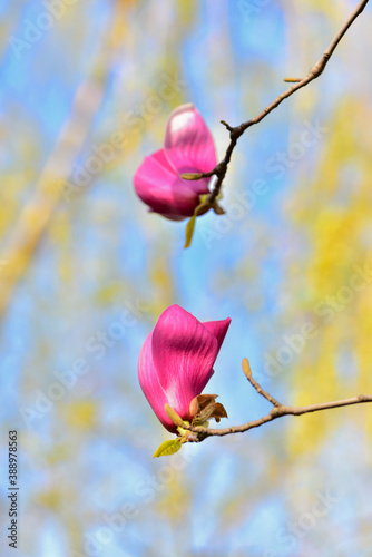 In spring, the beautiful magnolia flowers stand out in the background of blue sky and virtual plant leaves.