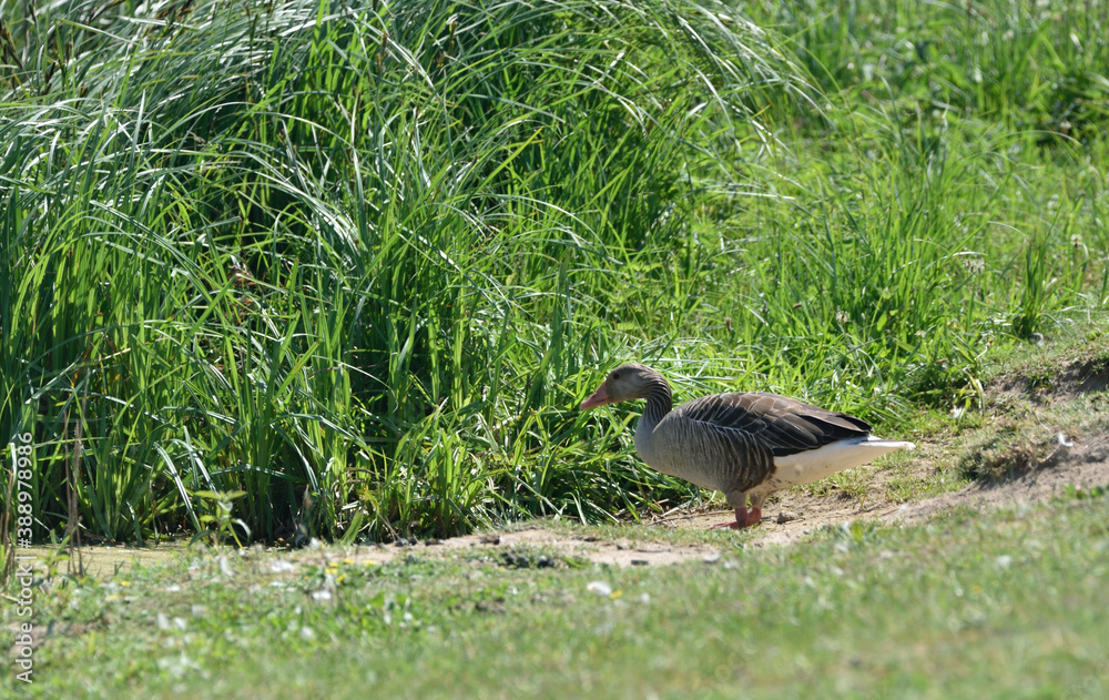 Fototapeta premium wild goose with young geese on the lake shore