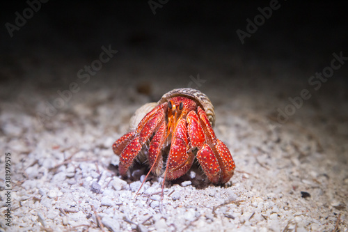 Fototapeta Strawberry Hermit Crab at night