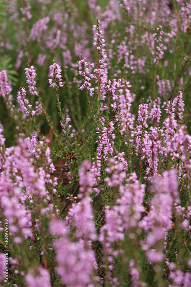 Heather flowers blooming near Mehlingen, Germany. 