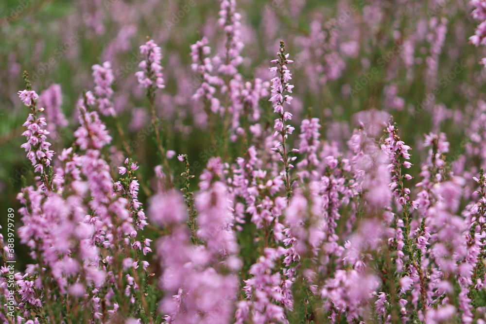 Obraz premium Close up of heather in a grass 