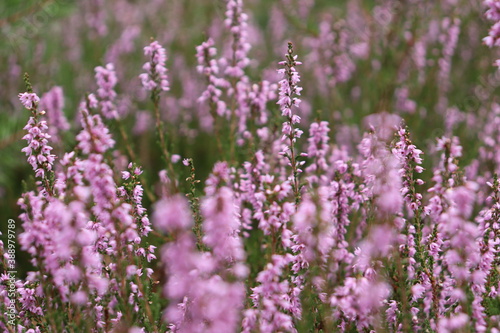 Close up of heather in a grass 
