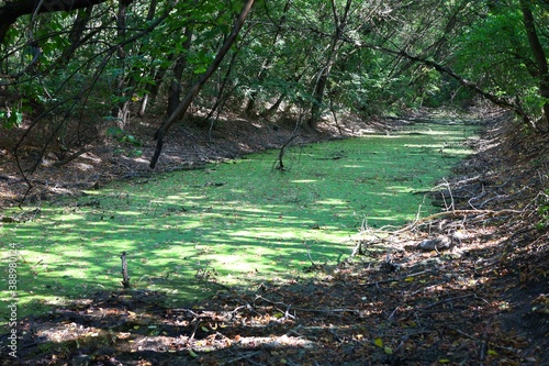 Fotografie quiet stagnant water in a swamp with green duckweed