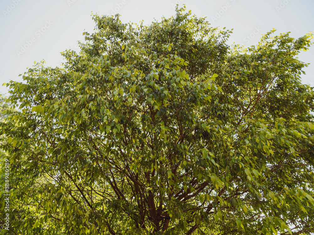 'Celtis australis' Südliche oder europäische Zürgelbaum mit Blattoberseite dunkelgrün 'Celtis australis' Südliche oder europäische Zürgelbaum mit Blattoberseite dunkelgrün