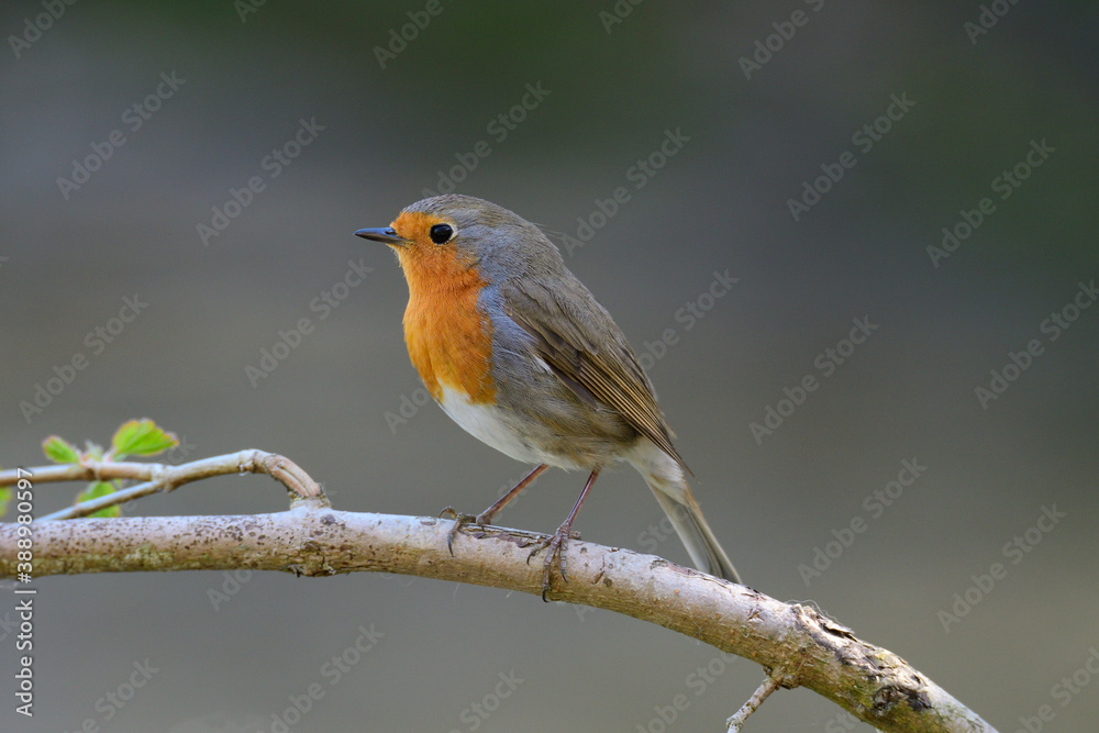 Rotkehlchen (Erithacus rubecula)	