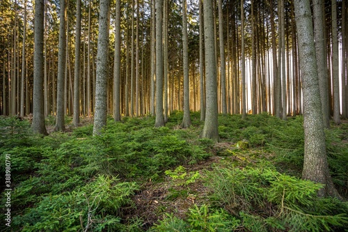 Calming dark forest scene with dark and creepy looking trees  sun glowing from side. Vibrant green bushes in the foreground