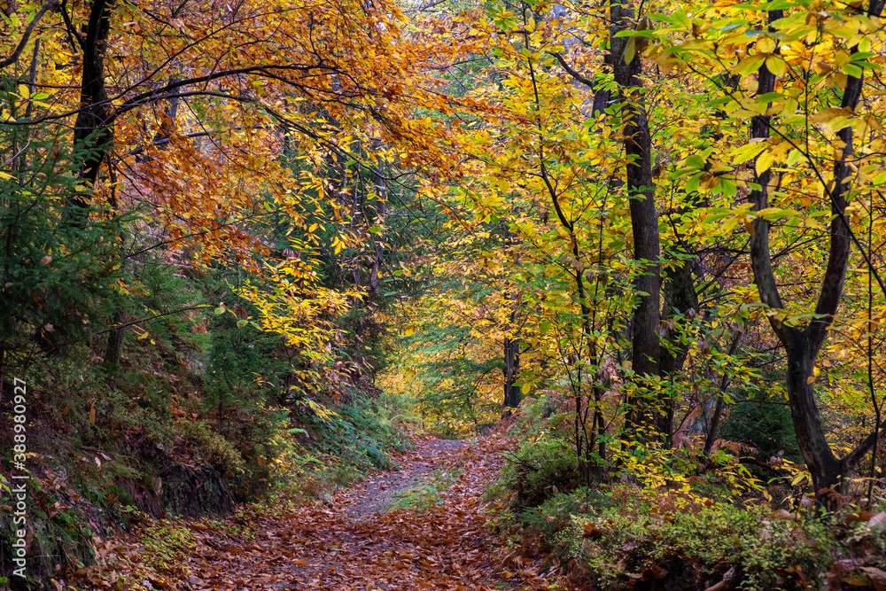 beautiful hiking trail through a colorful forrest in autumn on a misty and rainy day. Romantic path through  ferns and trees in red, yellow and green colors.