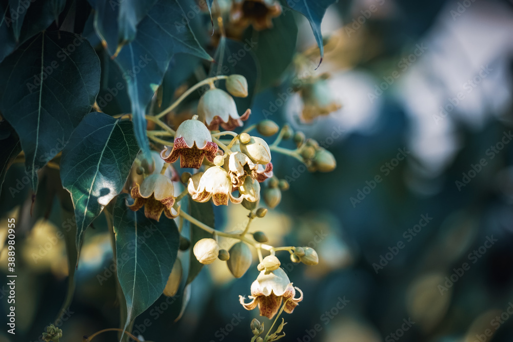 Small flowers and buds of Bottle tree Small flowers and buds of Bottle tree