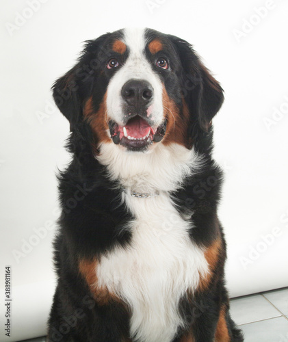 bernese mountain dog