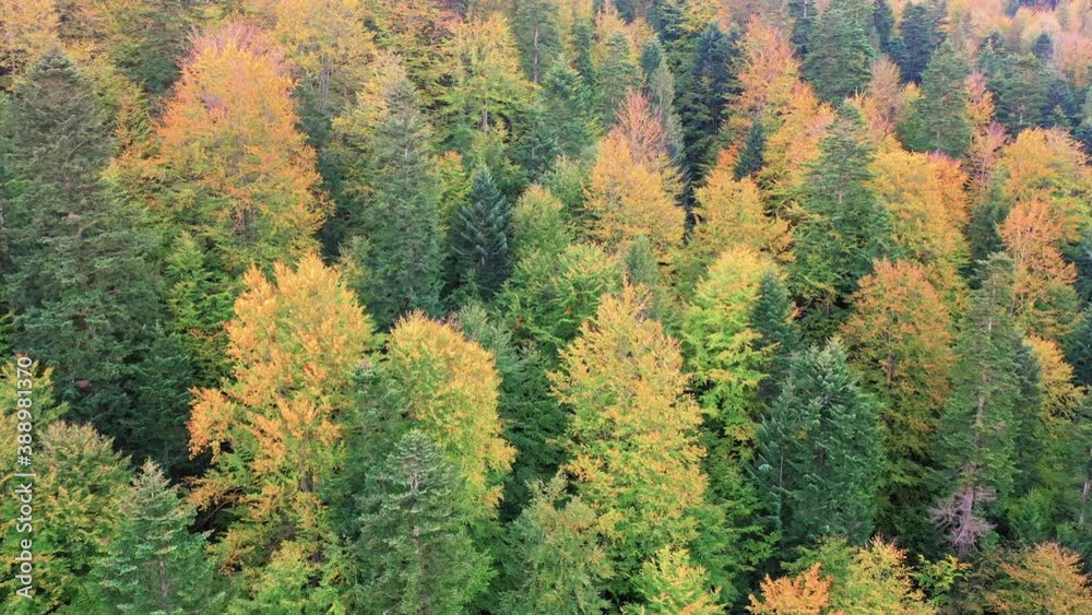 Autumn coniferous deciduous forest, aerial view, yellow birch, oak and hornbeam, contrast with conifers. Autumn coniferous deciduous forest, aerial view, yellow birch, oak and hornbeam, contrast with conifers.