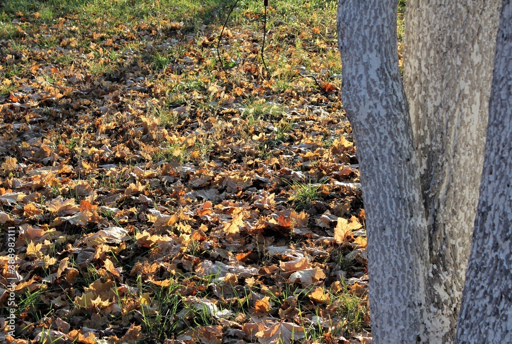 Fallen yellow leaves in the autumn forest on a Sunny day Fallen yellow leaves in the autumn forest on a Sunny day
