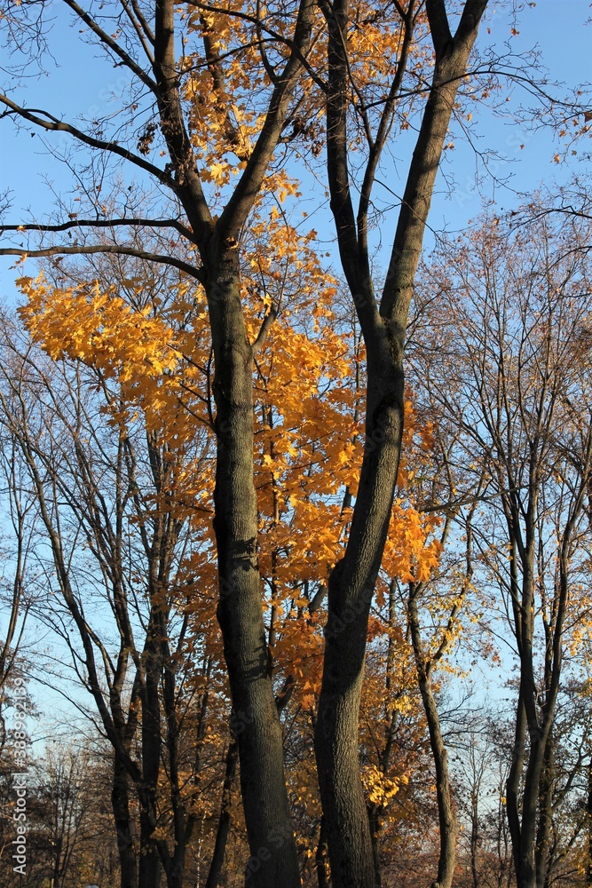 Maple tree with yellow bright leaves in the autumn Park