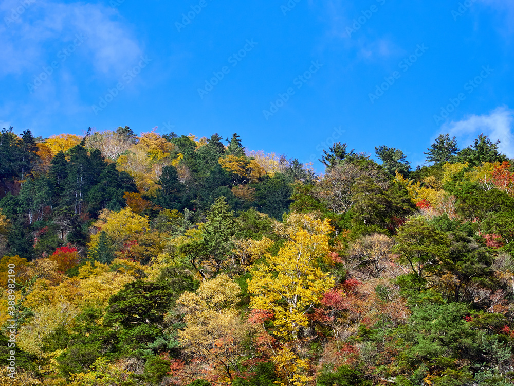 秋、高瀬渓谷の七倉山荘付近からの紅葉 長野県大町市