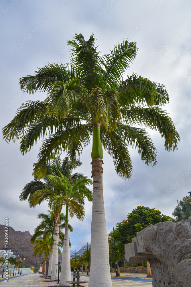 Typical Canarian palm tree in the port of Mogan. Typical Canarian palm tree in the port of Mogan.
