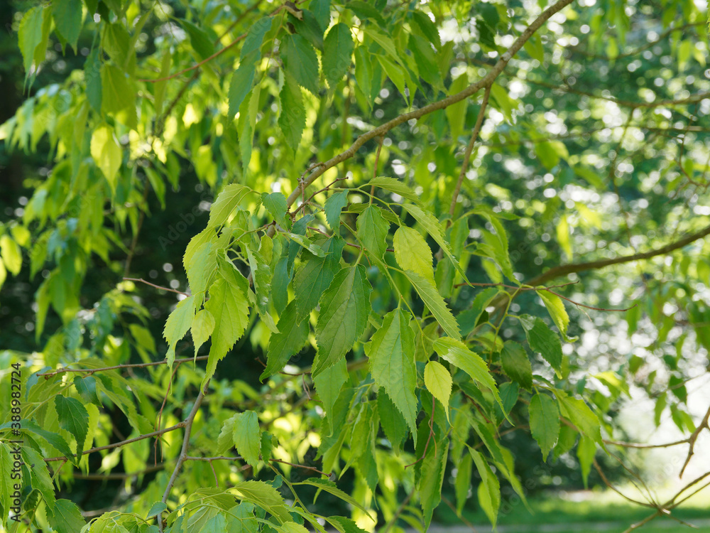 Obraz premium Hängender Blätter cluster von Südliche oder europäische Zürgelbaum (Celtis australis)