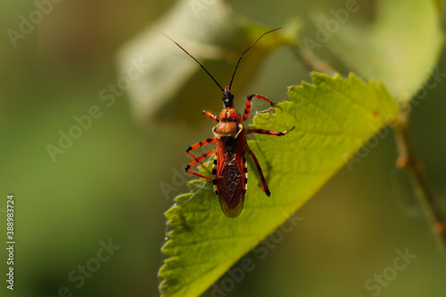 Rhynocoris iracundus beetle on green leaf