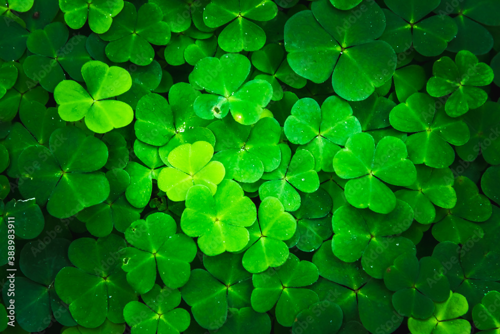 Bright green clover leaves. Textures and backgrounds for designers Bright green clover leaves. Textures and backgrounds for designers