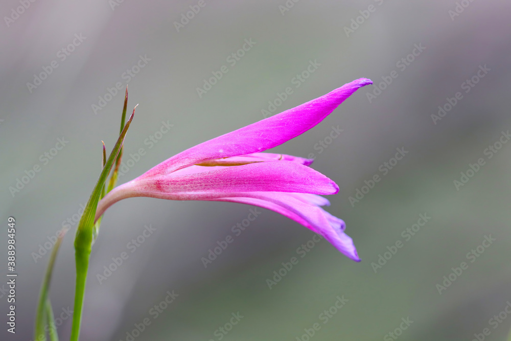 amazing colorful flowers and plants of nature in nature environment
amazing colorful flowers and plants of nature in nature environment