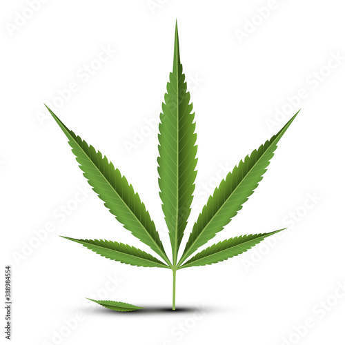 Cannabis - Marijuana Leaf Isolated on White Background - Vector